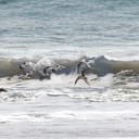 sanderlings-Calidris-alba-flying-Ormond-Beach-2012-03-13-IMG 4326