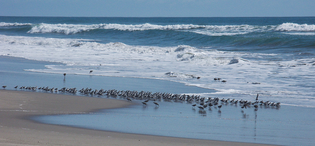 sanderlings-Calidris-alba-in-a-huddle-Ormond-Beach-2012-03-13-IMG 1050