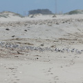 sanderlings-Calidris-alba-in-a-huddle-Ormond-Beach-2012-03-13-IMG_4299.jpg