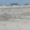 sanderlings-Calidris-alba-in-a-huddle-Ormond-Beach-2012-03-13-IMG 4299