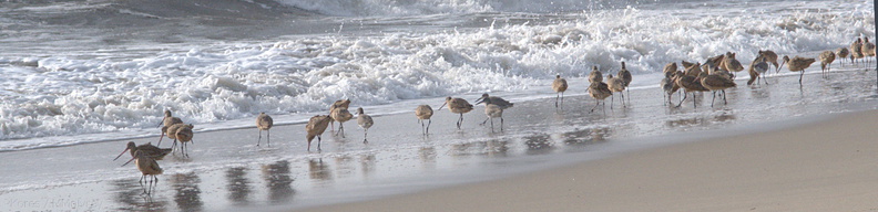 shorebirds-feeding-2008-11-04-IMG_1490.jpg