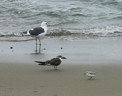 shorebirds-img 5475-sm-oystercatcher
