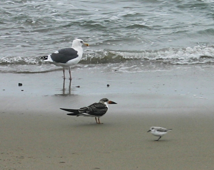 shorebirds-img_5475-sm-oystercatcher.jpg