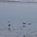 snowy-plovers-Charadrius-nivosus-Ormond-Beach-2012-03-21-IMG 1438