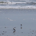snowy-plovers-Charadrius-nivosus-Ormond-Beach-2012-03-21-IMG_1443.jpg