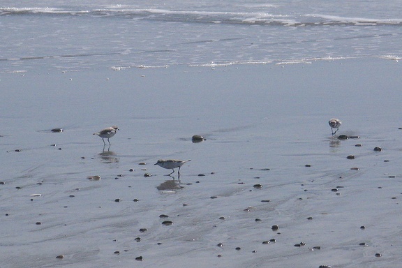 snowy-plovers-Charadrius-nivosus-Ormond-Beach-2012-03-21-IMG 1444