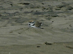 snowy-plovers-Ormond-Beach-2008-04-15-img 6911