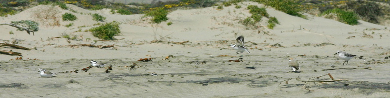 snowy-plovers-Ormond-Beach-2008-04-15-o1-img_6910.jpg