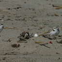 snowy-plovers-ormond-beach-2004-04-07-img 2493
