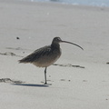 whimbrel-Numenius-phaeopus-Ormond-Beach-2012-03-13-IMG 4297