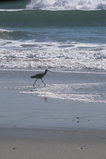 whimbrel-Numenius-phaeopus-Ormond-Beach-2012-03-21-IMG 1416