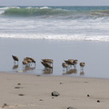 willets-foraging-Ormond-Beach-2013-04-15-IMG 0535