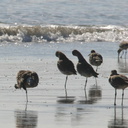 willets-resting-2