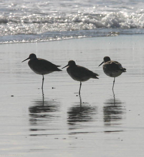 willets-resting-3