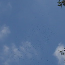 crows-in-winter-display-flock-flying-2014-07-20-IMG 4149