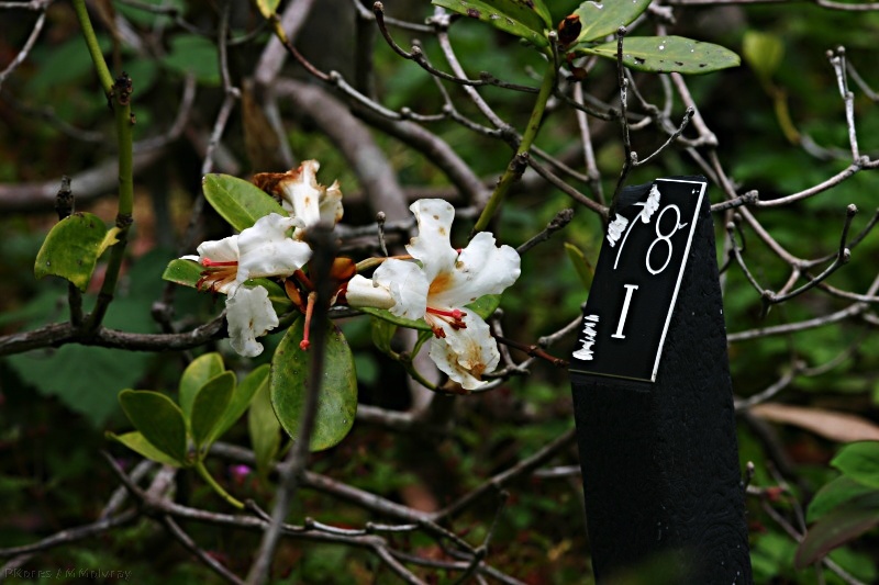 rhododendron-macgregoriae-PNG-1-2007-05-27