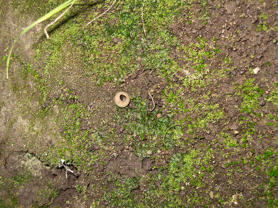 Phaeoceros-hornwort-Peziza-brown-cup-fungus-moss-community-Satwiwa-waterfall-trail-Santa-Monica-Mts-2011-02-08-IMG 7065