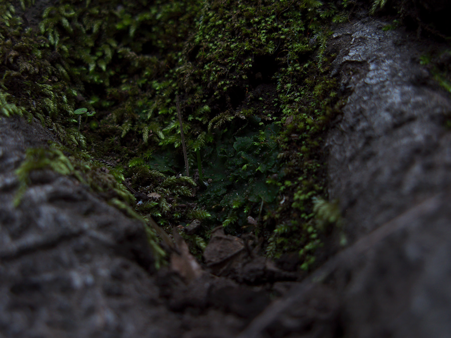 Phaeoceros-hornwort-vegetative-among-moss-Satwiwa-waterfall-trail-Santa-Monica-Mts-2011-02-08-IMG 7058