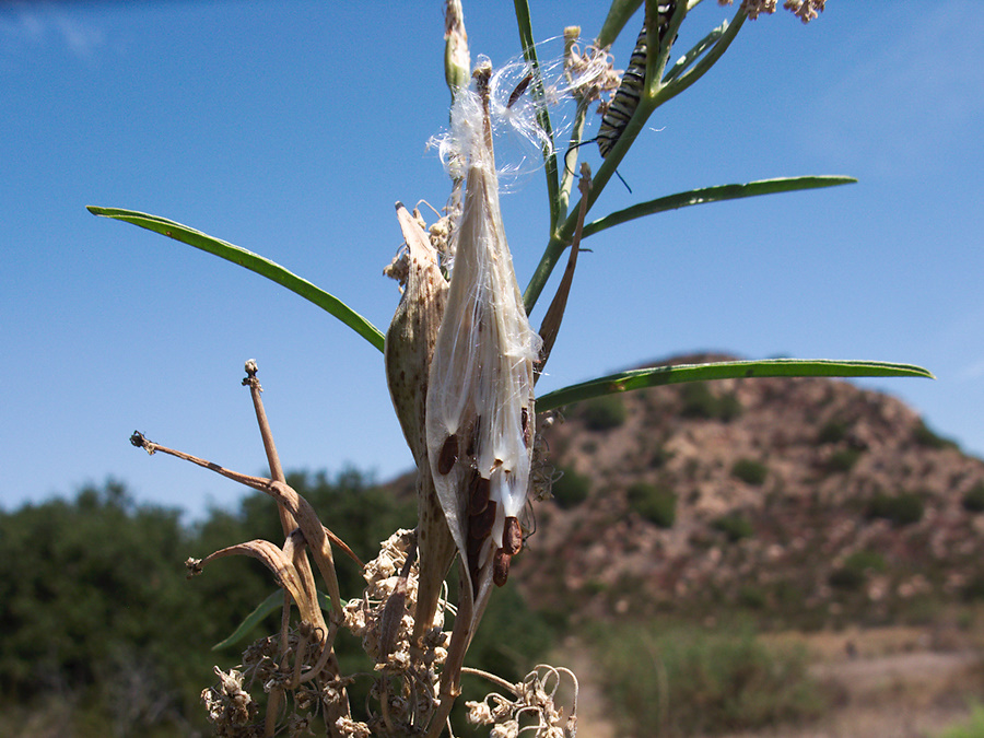 Asclepias-fascicularis-narrowleaved-milkweed-capsules-seeds-China-Flats-trail-Simi-2011-09-12-IMG 9715
