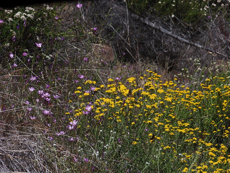 Hemizonia-sp-minthornii-Santa-Susana-tarweed-Mishe-Mokwa-Santa-Monica-Mts-2012-05-31-IMG 1839