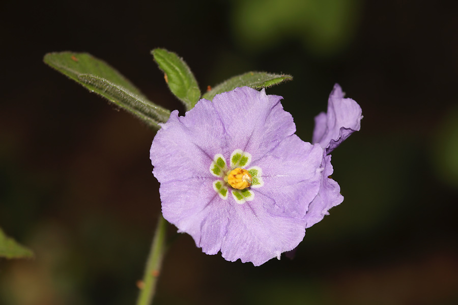 Solanum-xantii-purple-nightshade-Mishe-Mokwa-Santa-Monica-Mts-2012-05-31-IMG 5023