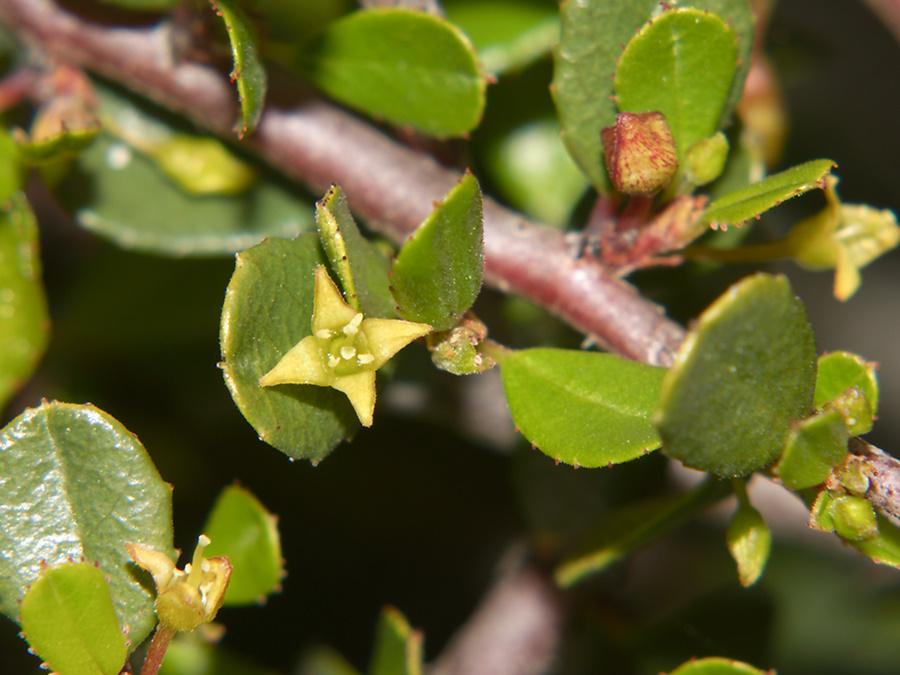 Rhamnus-crocea-redberry-flowering-Pt-Mugu-2012-04-29-IMG 4723