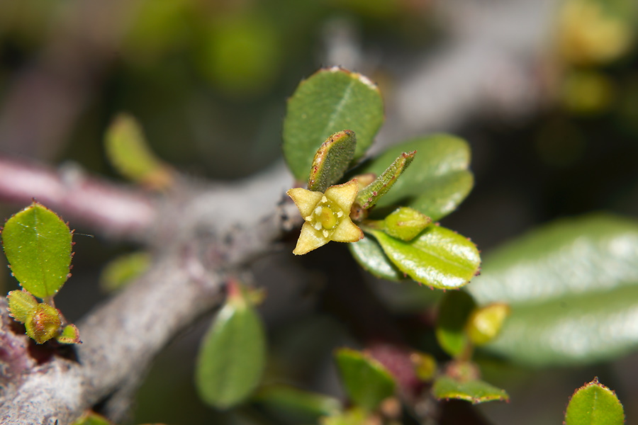 Rhamnus-crocea-redberry-flowering-Pt-Mugu-2012-04-29-IMG 4726