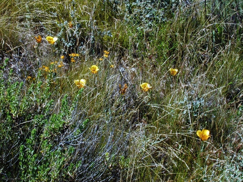 Calochortus clavatus field of plants-2003-05-27