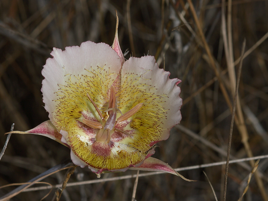 Calochortus-plummerae-pink-mariposa-lily-Pt-Mugu-2010-06-16-IMG 1219