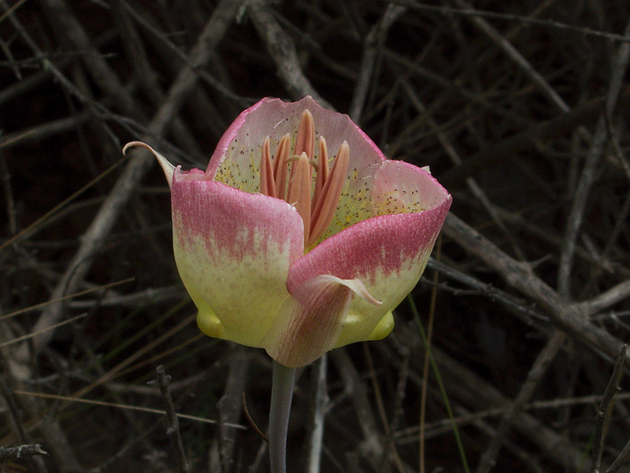 Calochortus-plummerae-pink-mariposa-lily-Pt-Mugu-2010-06-29-IMG 6203