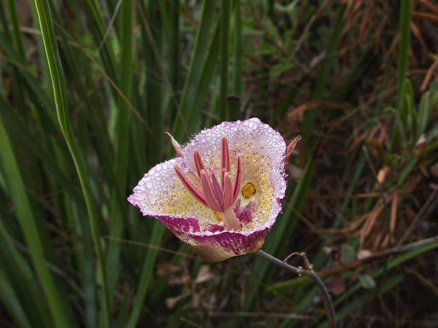 Calochortus-plummerae-pink-mariposa-lily-with-dew-Pt-Mugu-2010-06-29-IMG 6158