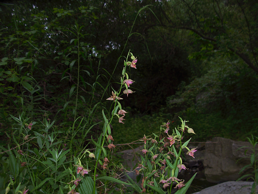 Epipactis-gigantea-stream-orchid-Serrano-Canyon-Pt-Mugu-2012-06-04-IMG 1923