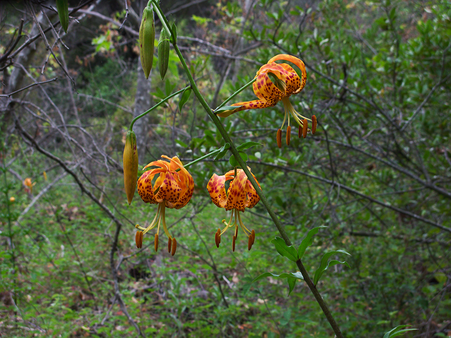 Lilium-humboldtii-Humboldt-lily-Serrano-Canyon-Pt-Mugu-2012-06-04-IMG 1931