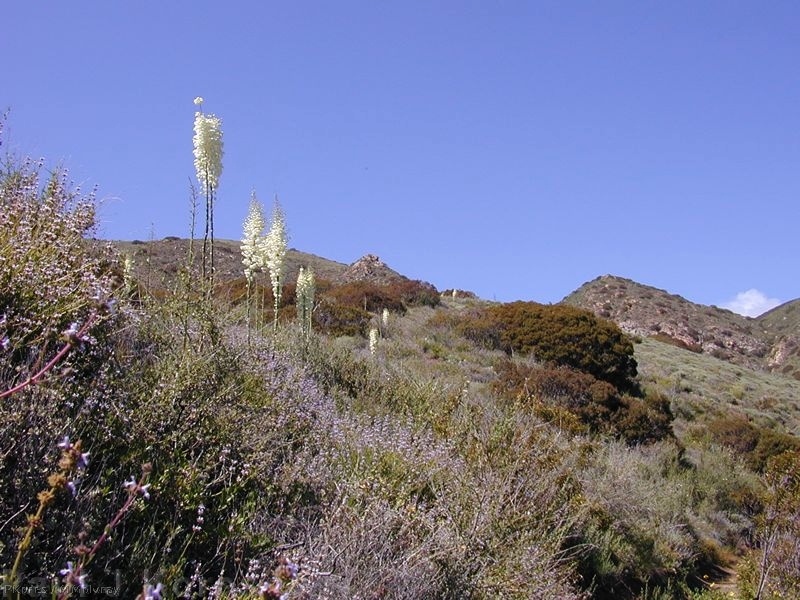 Yucca-whipplei-fl-mountains-2003-06-10