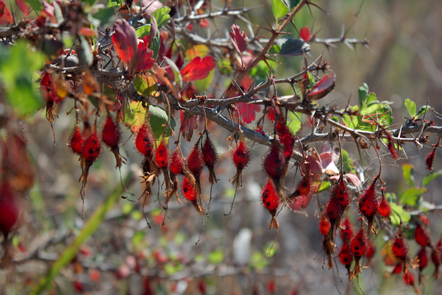 Ribes-speciosum-California-fuchsia-fruits-Chumash-trail-2015-07-10-IMG 1051