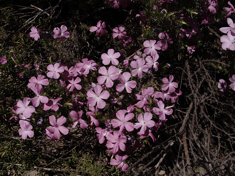 Leptodactylon-californicum-prickly-phlox-Sandstone-Peak-2009-04-05-IMG 2569