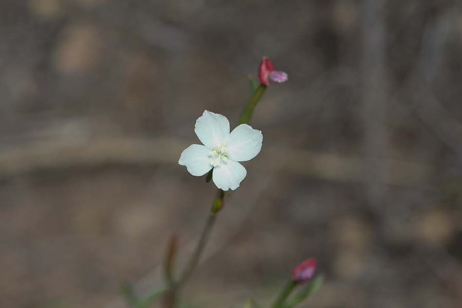 indet-Onagraceae-Gayophytum-humile-dwarf-groundsmoke-Santa-Monica-Mts-Sandstone-Peak-2012-05-13-IMG 4805