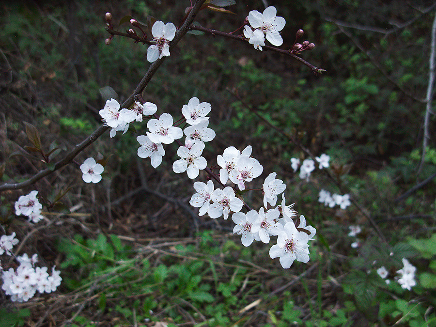 Prunus-tomentosa-Nanking-cherry-Satwiwa-waterfall-trail-2012-03-04-Satwiwa-upper-trail-2012-03-04-IMG 0777