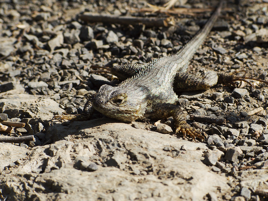 Sceleporus-occidentalis-western-fence-lizard-Satwiwa-waterfall-trail-2011-04-12-IMG 7657