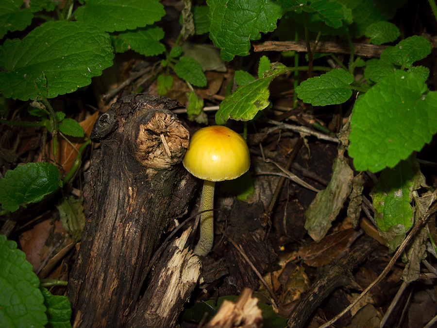 gill-mushroom-yellow-shiny-Satwiwa-waterfall-trail-Santa-Monica-Mts-2011-02-08-IMG 7034