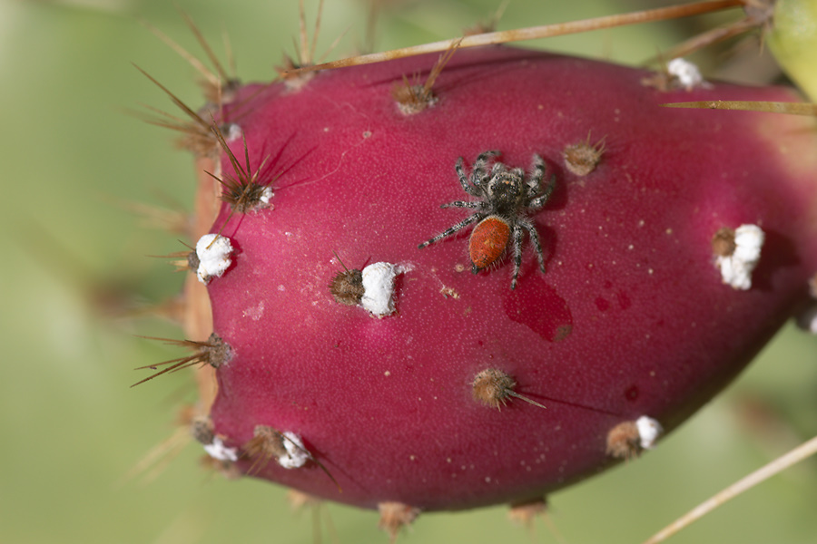 hunting-spider-and-cochineal-on-Opuntia-Waterfall-Trail-Satwiwa-2012-10-13-IMG 6745
