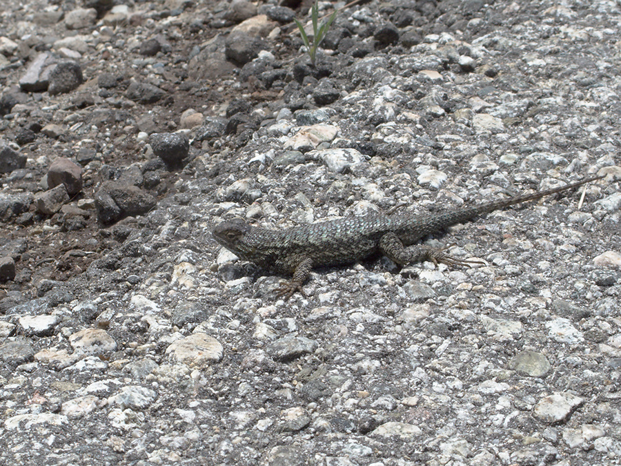 western-fence-lizard-Sceloporus-occidentalis-Satwiwa-Creek-2011-05-18-IMG 7972
