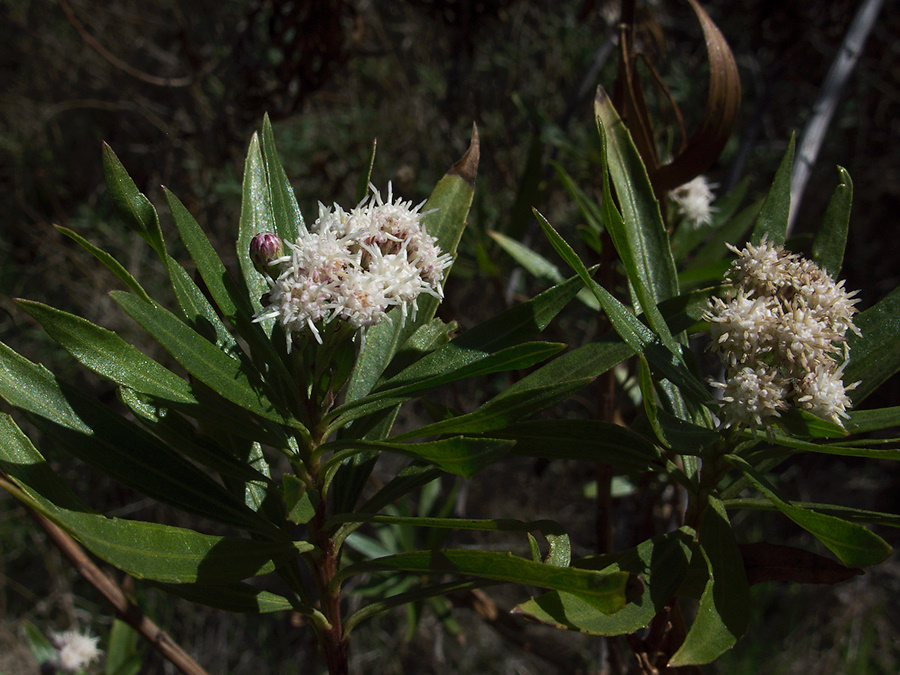 Baccharis-salicifolia-mule-fat-staminate-flowers-Serrano-Canyon-2011-10-29-IMG 9949