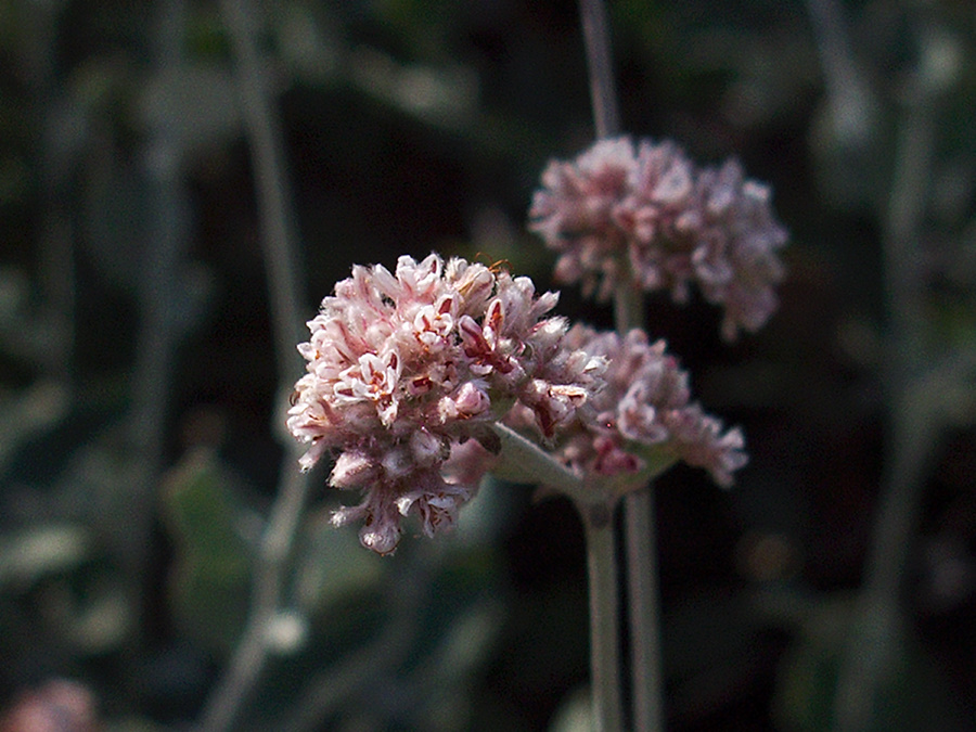 Eriogonum-cinereum-ashy-leaved-buckwheat-Serrano-Canyon-2011-10-29-IMG 9980