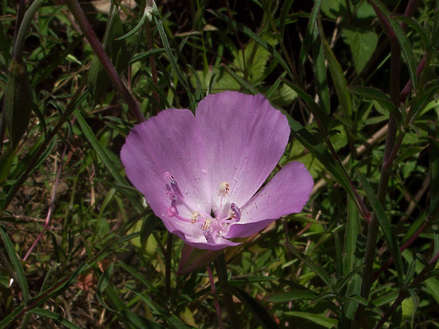 Sidalcea-malviflora-western-hollyhock-Solstice-Canyon-2011-05-11-IMG 7838