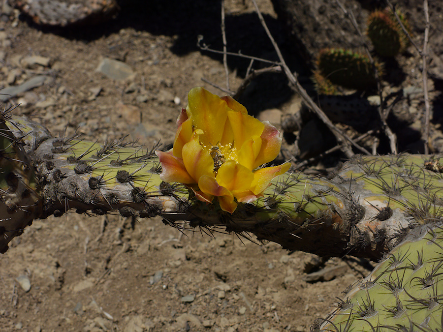 2013-08-21-Opuntia-prickly-pear-flowering-with-bee-Chumash-IMG 2930