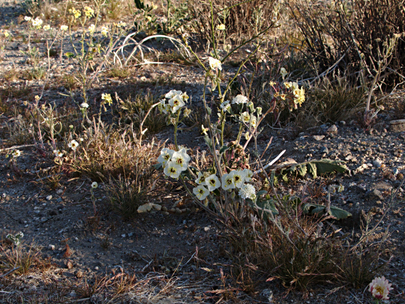 Camissonia-claviformis-brown-eyed-primrose-Slot-Canyon-area-2009-03-08-IMG 2281