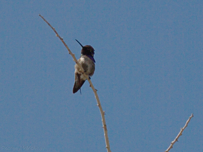 Costas-hummingbird-Visitor-Center-2009-03-07-CRW_7827.jpg