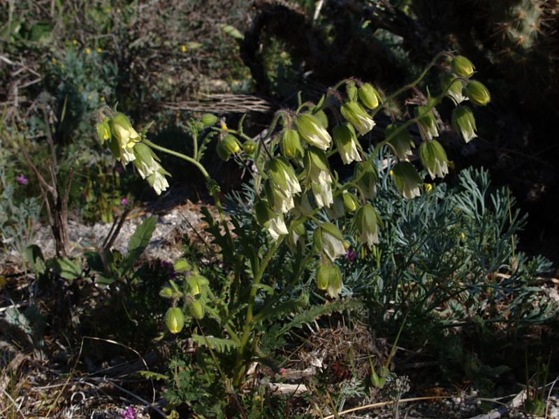 Emmenanthe-penduliflora-whispering-bells-Mine-Wash-2009-03-07-IMG 2106