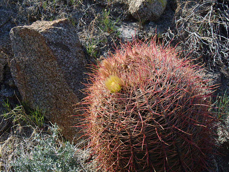 Ferocactus-cylindraceus-california-barrel-cactus-Mine-Wash-2009-03-06-IMG 2070